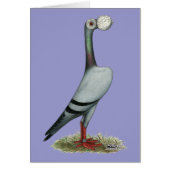 Carrier Pigeon 2012 (Front)