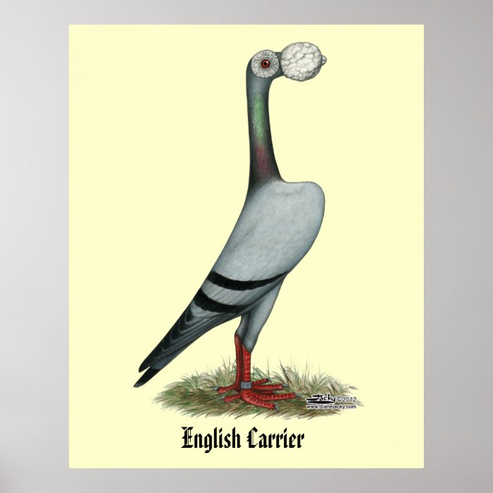 Carrier Pigeon 2012 Print