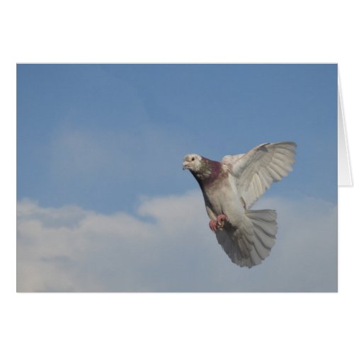 Carrier pigeon in flight