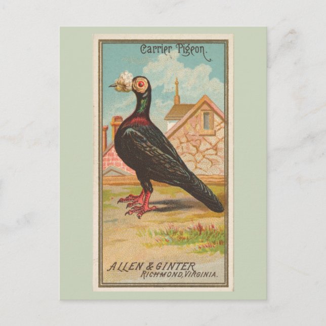 Carrier Pigeon Postcard (Front)