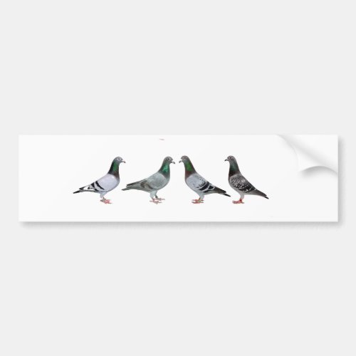 Carrier pigeons champions bumper sticker