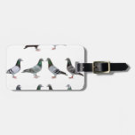 Carrier Pigeons Champions Luggage Tag at Zazzle