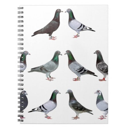 Carrier Pigeons Champions Notebook