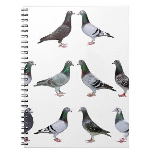 Carrier pigeons champions notebook