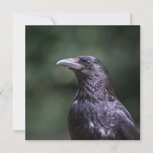 Carrion crow nature photo card
