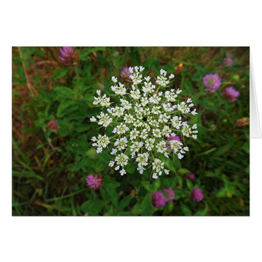 Carrot Blossom (Front Horizontal)