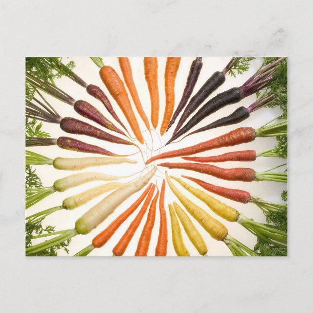 Carrot Color Wheel Postcard (Front)