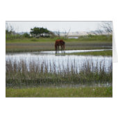 Carrot Island (Front Horizontal)