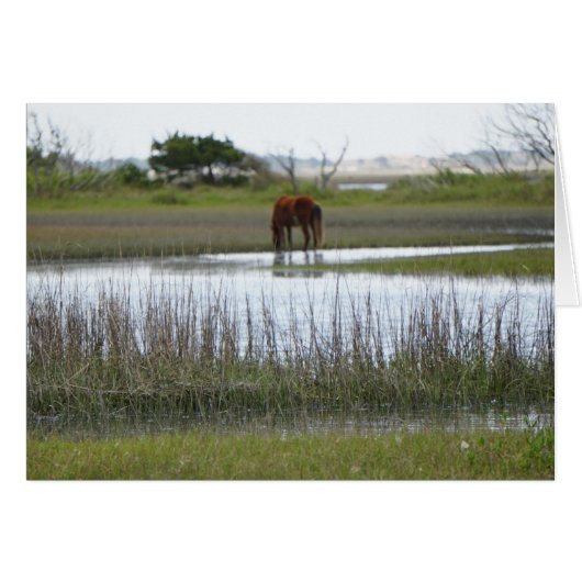Carrot Island (Front Horizontal)