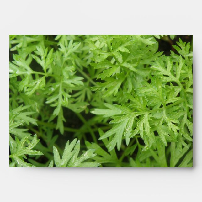 Carrot Tops Envelope (Front)