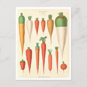 Carrots Botanical Illustration from Seed Catalog Postcard