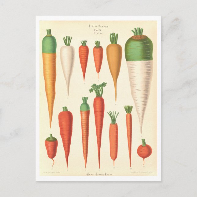 Carrots Botanical Illustration from Seed Catalog Postcard (Front)