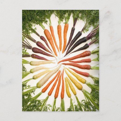 Carrots Colorful Garden Pattern Postcard