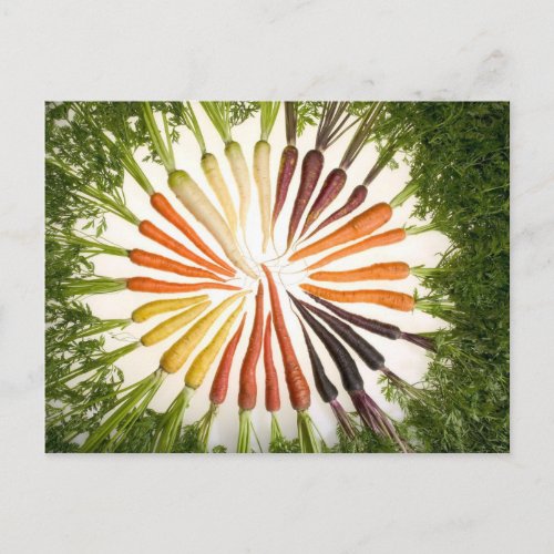 Carrots of Many Colors Postcard