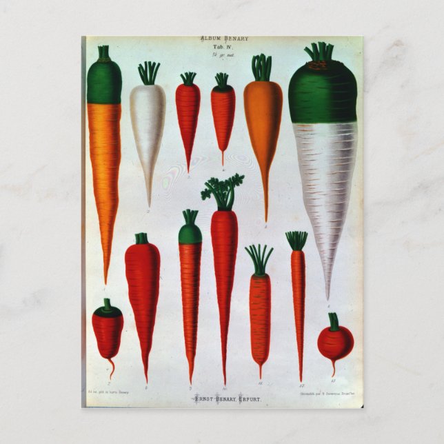Carrots Postcard (Front)