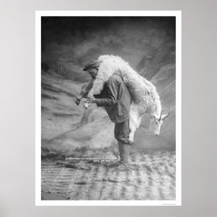 Carrying Goat Alaska 1905 Poster