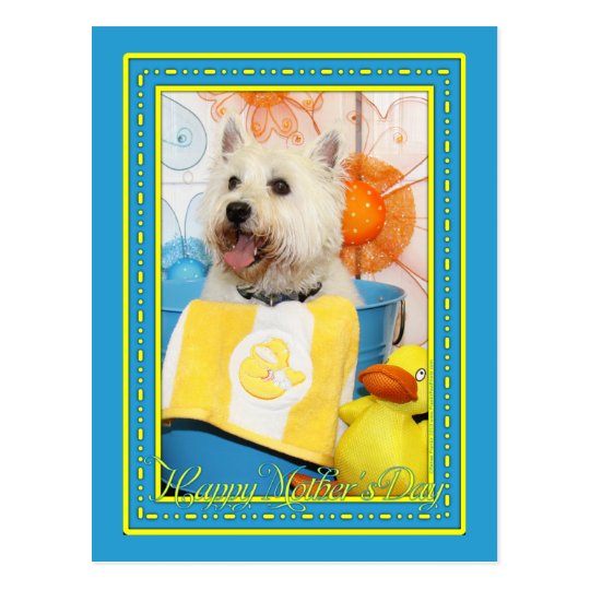Carson - West Highland Terrier -6 Postcard