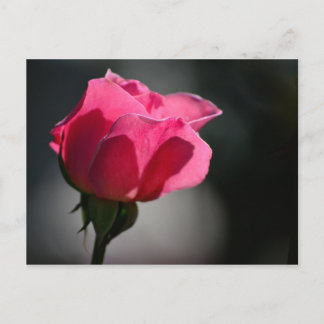 Cartão Postal - Rosa (Casa das Rosas)|Nº5 Postcard