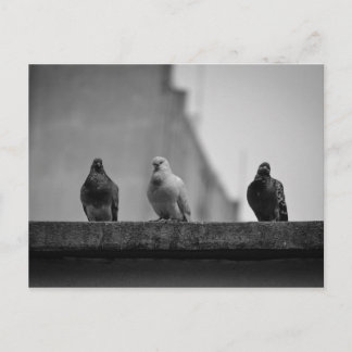 Cartão Postal - Três Pombos (Avenida Paulista)|Nº3 Postcard
