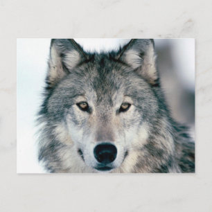 carte postal loup postcard