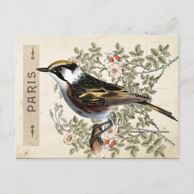Carte Postale Bird Set 2 of 4 (Paris Rose Bird) Postcard (Front)