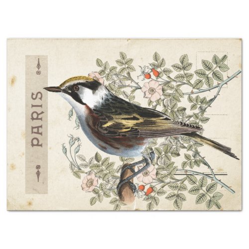 Carte Postale Bird Set 2 of 4 Paris Rose Bird Tissue Paper