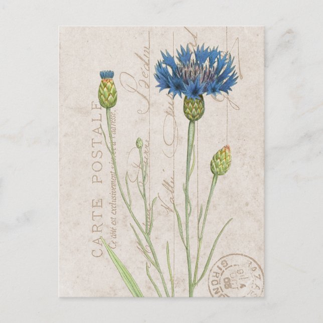 Carte Postale Blue Cornflower French Floral Postcard (Front)