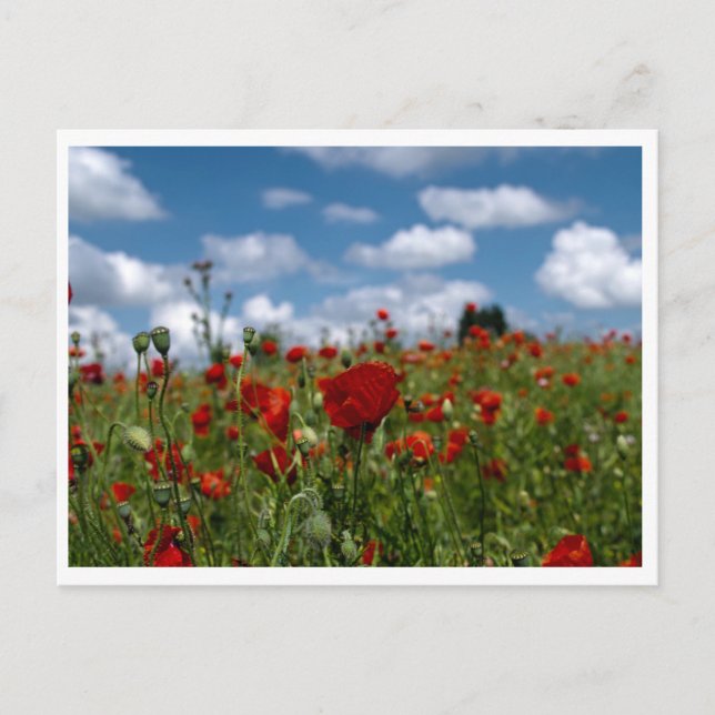 carte postale champs de coquelicot postcard (Front)