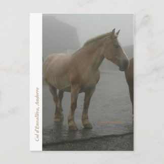 Carte postale cheval sous la pluie postcard
