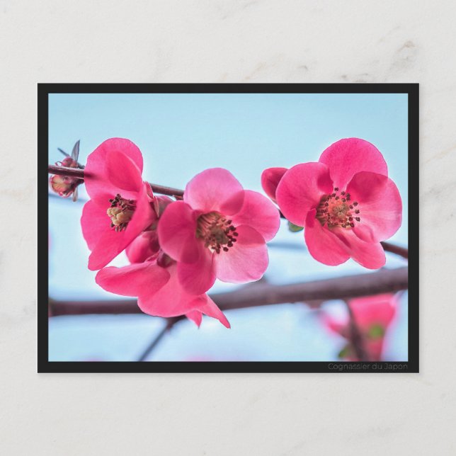 Carte postale Cognassier du Japon Postcard (Front)
