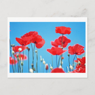 Carte postale Coquelicots de Provence Postcard