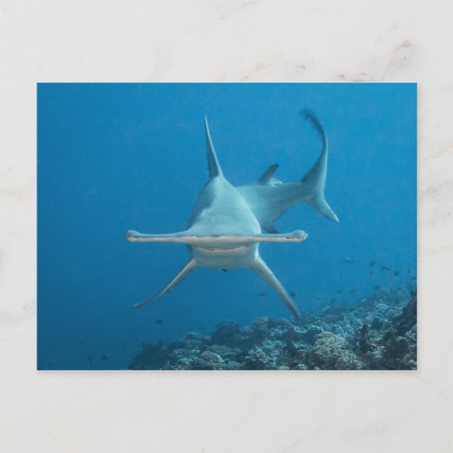 Carte postale, hammerhead shark ハンマーヘッド postcard (Front)