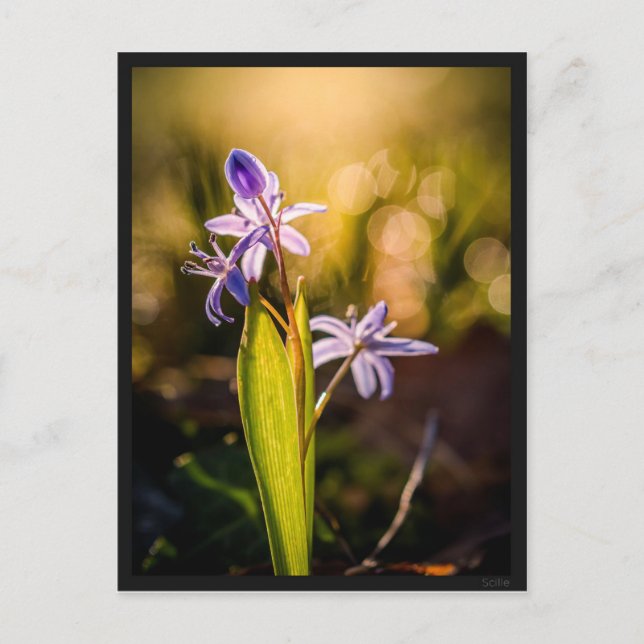 Carte postale le Scille Postcard (Front)