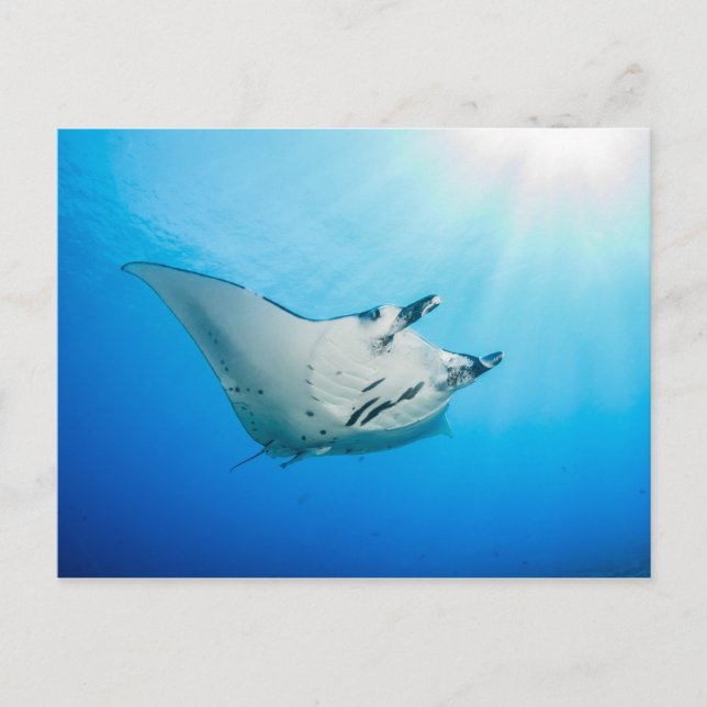 Carte postale, Manta ray マンタレイ Postcard (Front)