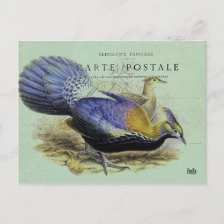 Carte postale oiseau violet postcard