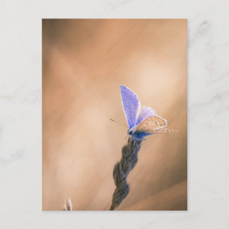 Carte postale papillon Argus bleu Postcard