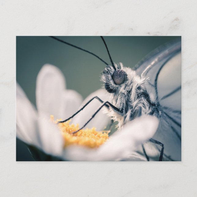 Carte postale papillon Gazé Postcard (Front)