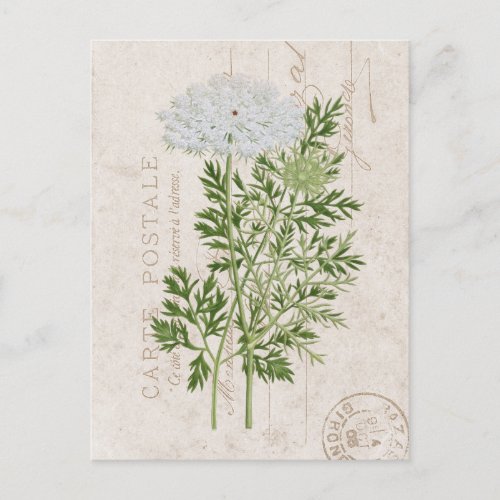 Carte Postale Queen Annes Lace French Floral Postcard