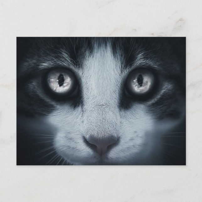 Carte postale regard de chat postcard (Front)
