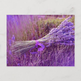 Cartes postale bouquet de lavandes postcard