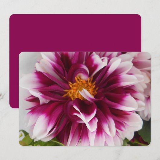 Cartheuserin (Front/Back)