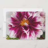 Cartheuserin (Front)