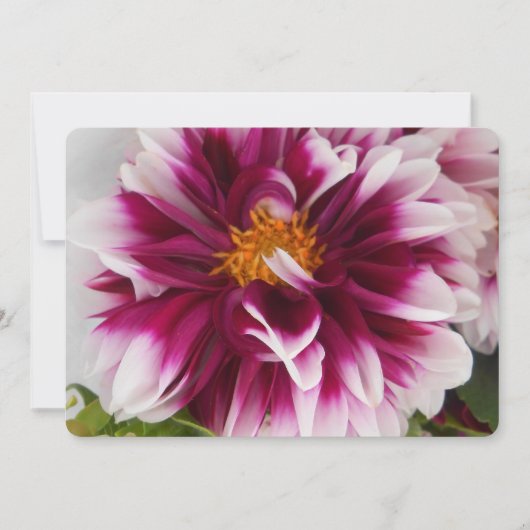 Cartheuserin (Front)