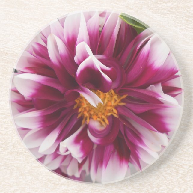 Cartheuserin Drink Coaster (Front)