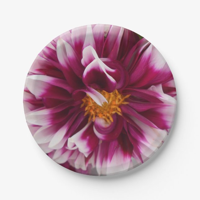 Cartheuserin Paper Plates (Front)