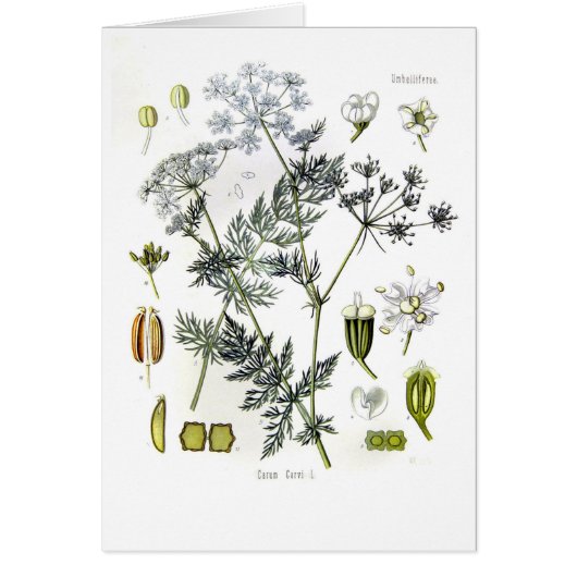 Carum carvi (caraway) (Front)