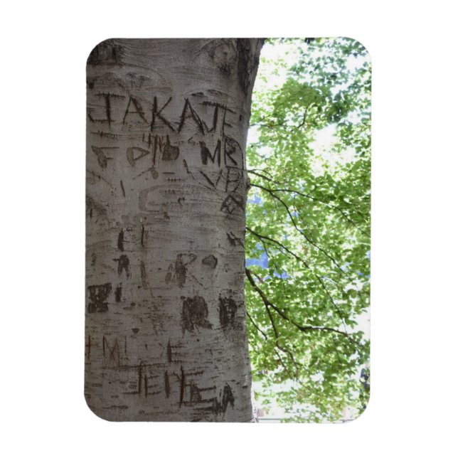 Carved in a Tree Central Park Nature Photography Magnet (Vertical)