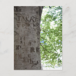 Carved in a Tree Central Park Nature Photography Postcard
