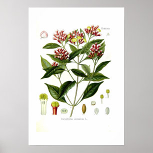 Caryophyllus aromaticus (Clove) Poster