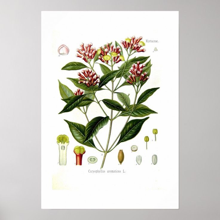 Caryophyllus aromaticus (Clove) Poster | Zazzle